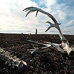 Greenpeace Investigating Peary Caribou Deaths due to Climate Change. © Steve Morgan