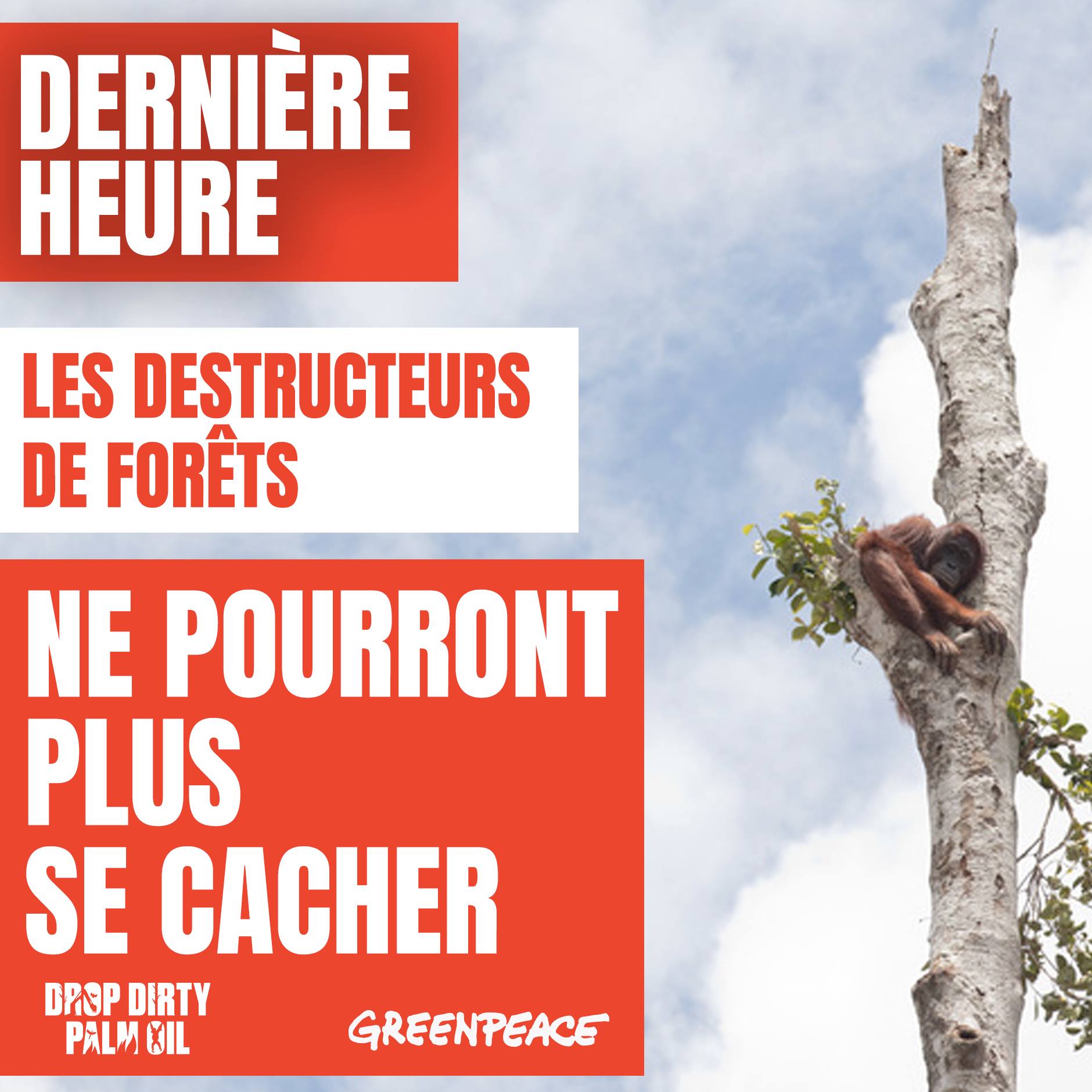 Huile de palme - les destructeurs de forêts ne pourront plus se cacher