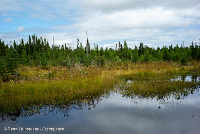 Mayor Valérie Plante is appointed as the ICLEI’s Global Ambassador for Local Biodiversity