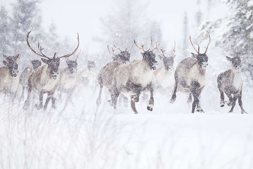 Woodland Caribou in Canada. © Jean-Simon Bégin