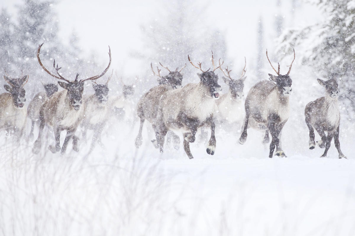 Woodland Caribou in Canada. © Jean-Simon Bégin