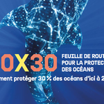 30X30 : Comment protéger 30% des océans d’ici 2030