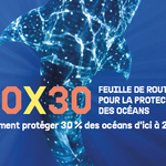 30X30 : Comment protéger 30% des océans d'ici 2030