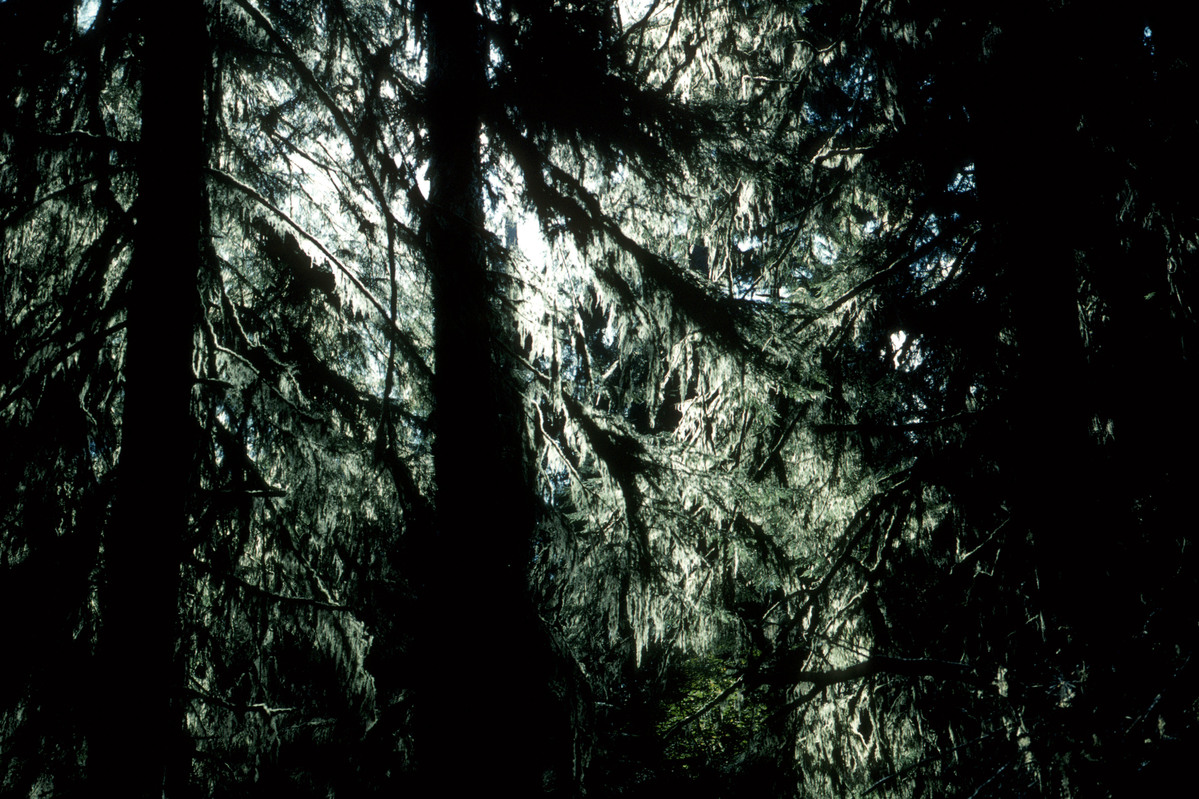 Temperate forest. British Columbia, Canada. © Greenpeace / Takeshi Mizukoshi