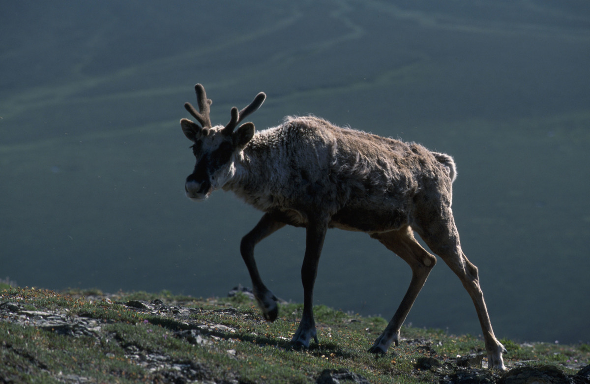 Caribou migrating back to winter grounds from coastal plain, Alaska, USA Rest: Caribou. © Greenpeace / Steve Morgan