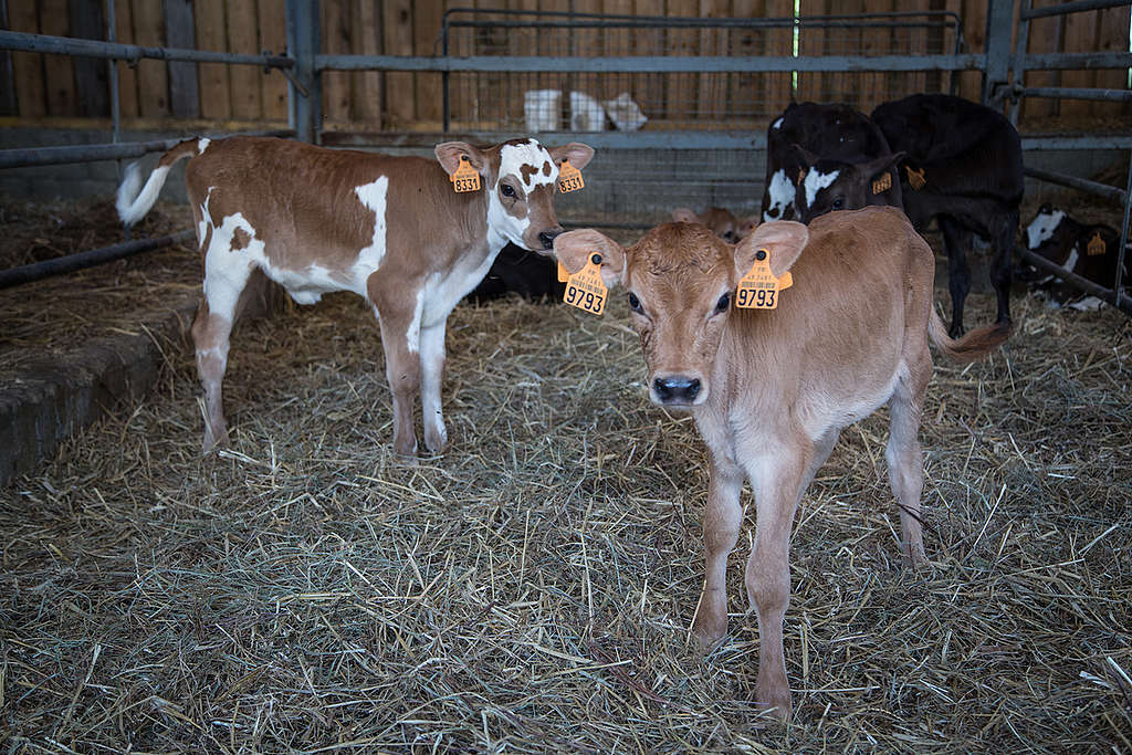 Calves in an Ecological Farm in France. © Elsa Palito / Greenpeace