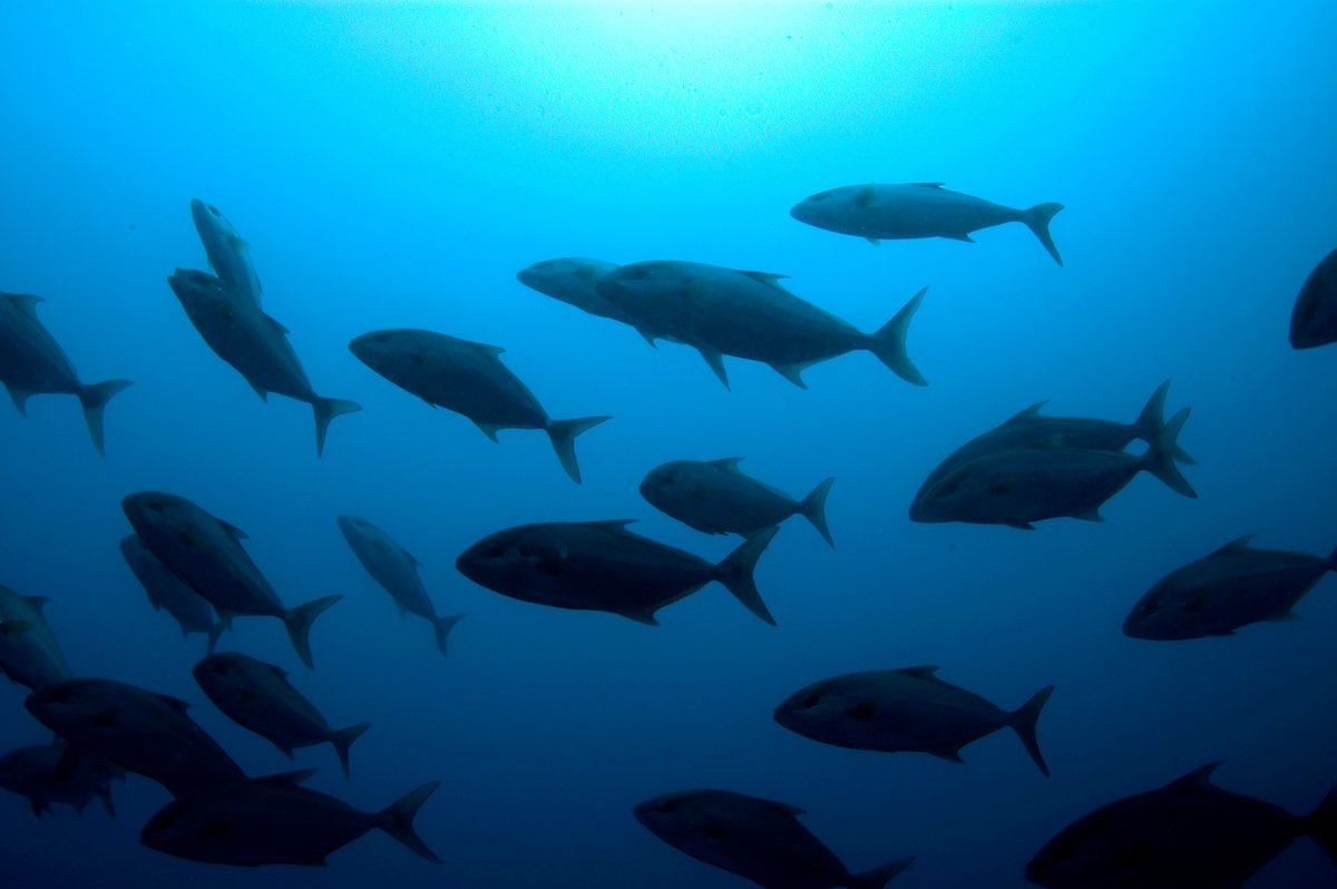 Almoco Jacks - Deep Sea Life in the Azores. © Greenpeace / Gavin Newman