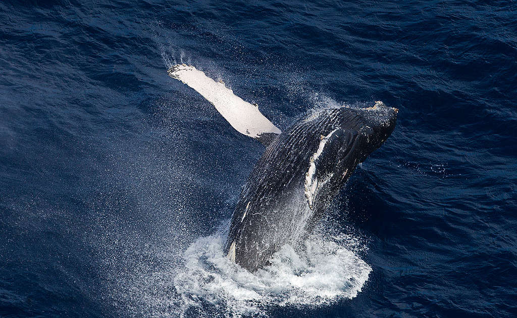 Humpback Whale in the Indian Ocean. © Paul Hilton / Greenpeace Humpback Whale in the Indian Ocean. © Paul Hilton / Greenpeace