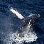 A Humpback whale breaks the surface as it heads south to Antarctica for the summer.