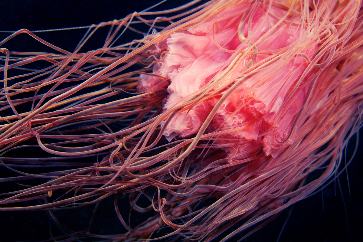 Lion’s Mane Jellyfish in the Arctic. © Alexander Semenov