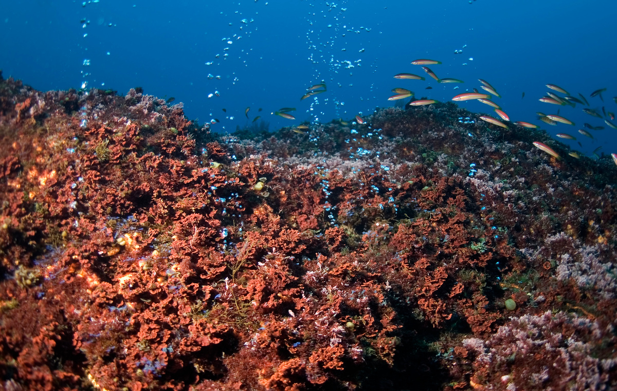 Hydrothermal Vents - Deep Sea Life in the Azores. © Greenpeace / Gavin Newman