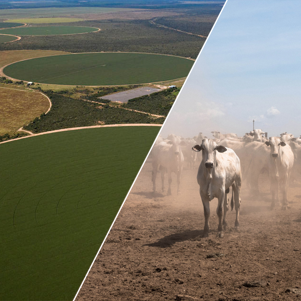 Five reasons to look after our land