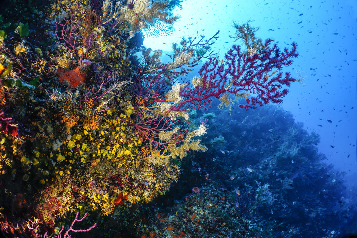 Sardinia, Marine Protected Area of Island of Tavolara - Secca Papa. © Egidio Trainito / Greenpeace