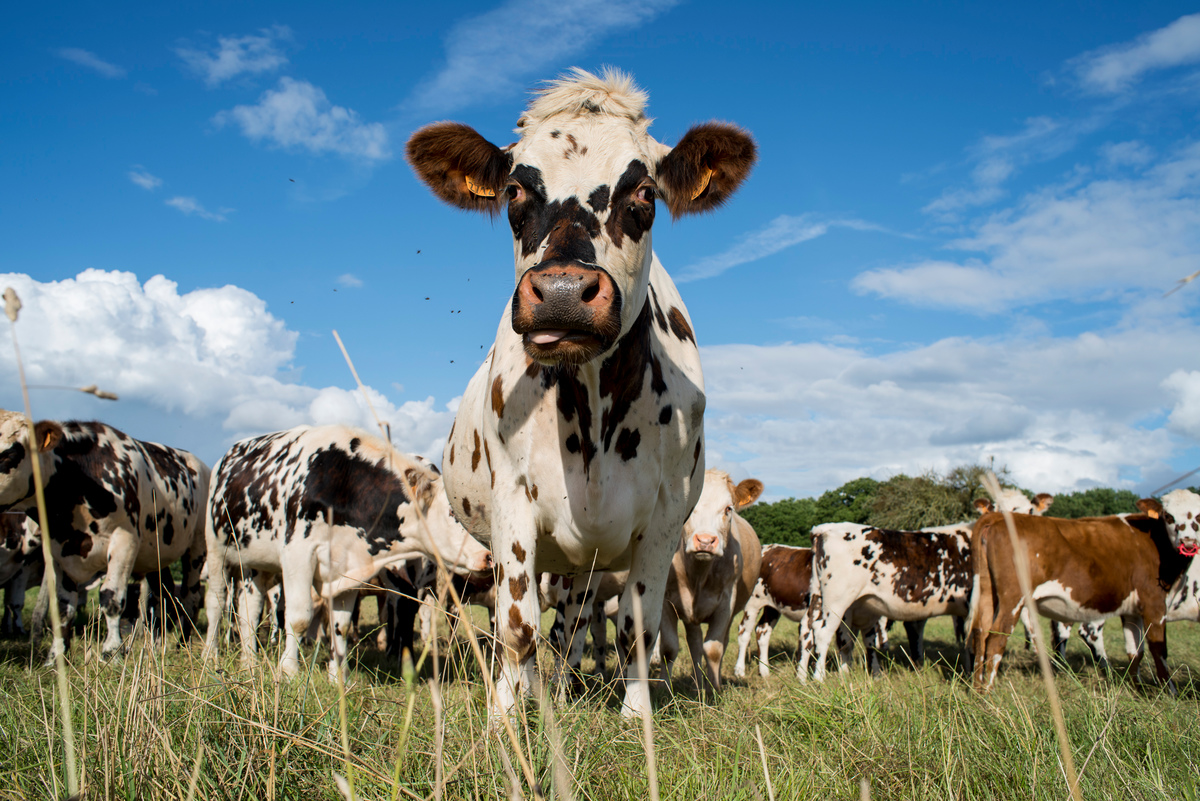 Cows in a Field in France. © Emile Loreaux / Greenpeace