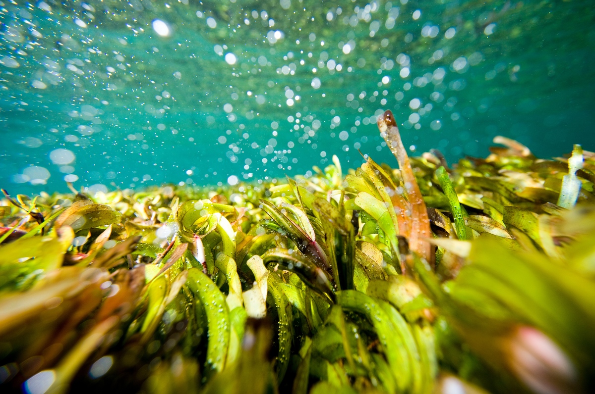 How thriving oceans can help to defend us against climate change