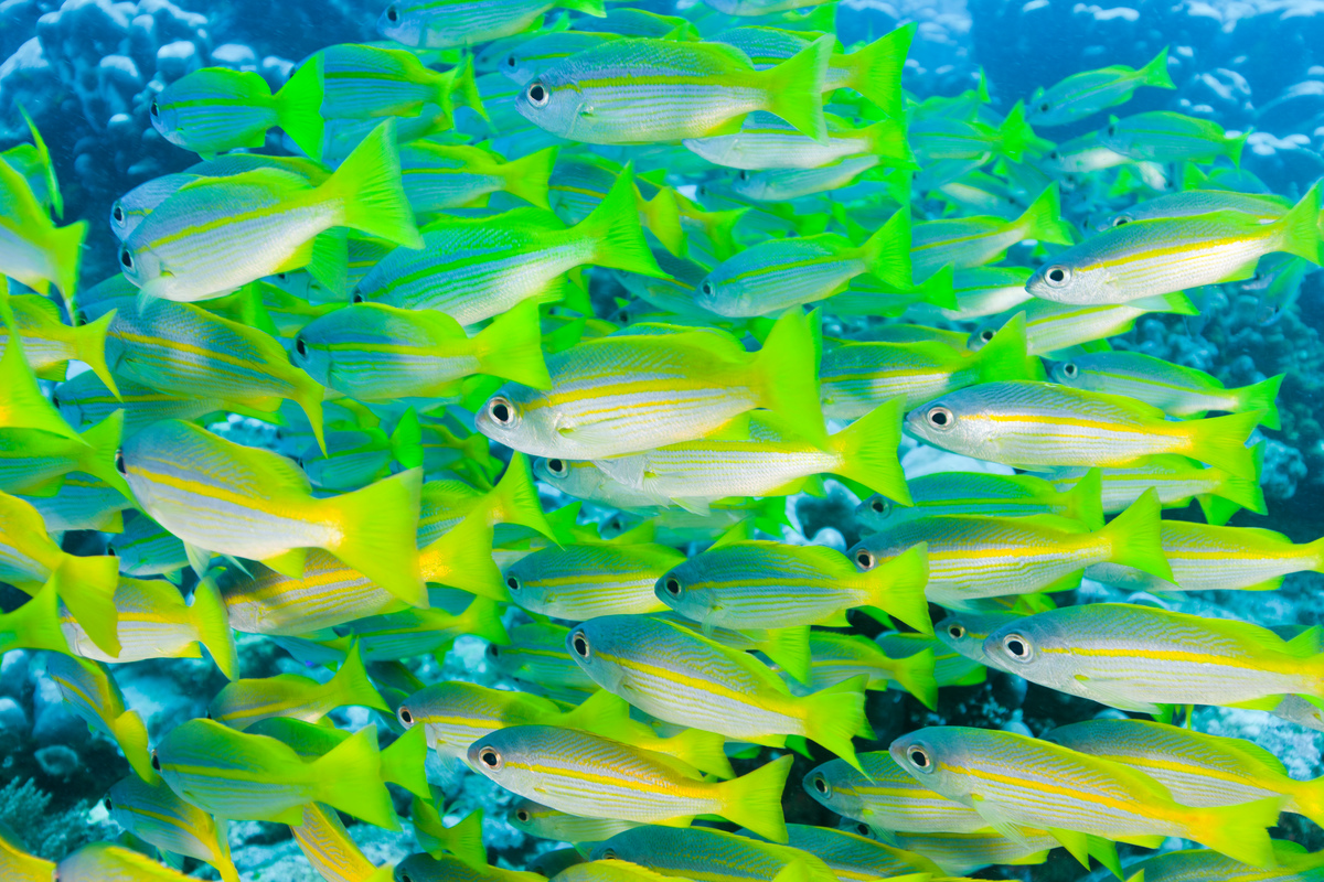 Schools of Fish in Raja Ampat in Papua. © Paul Hilton / Greenpeace