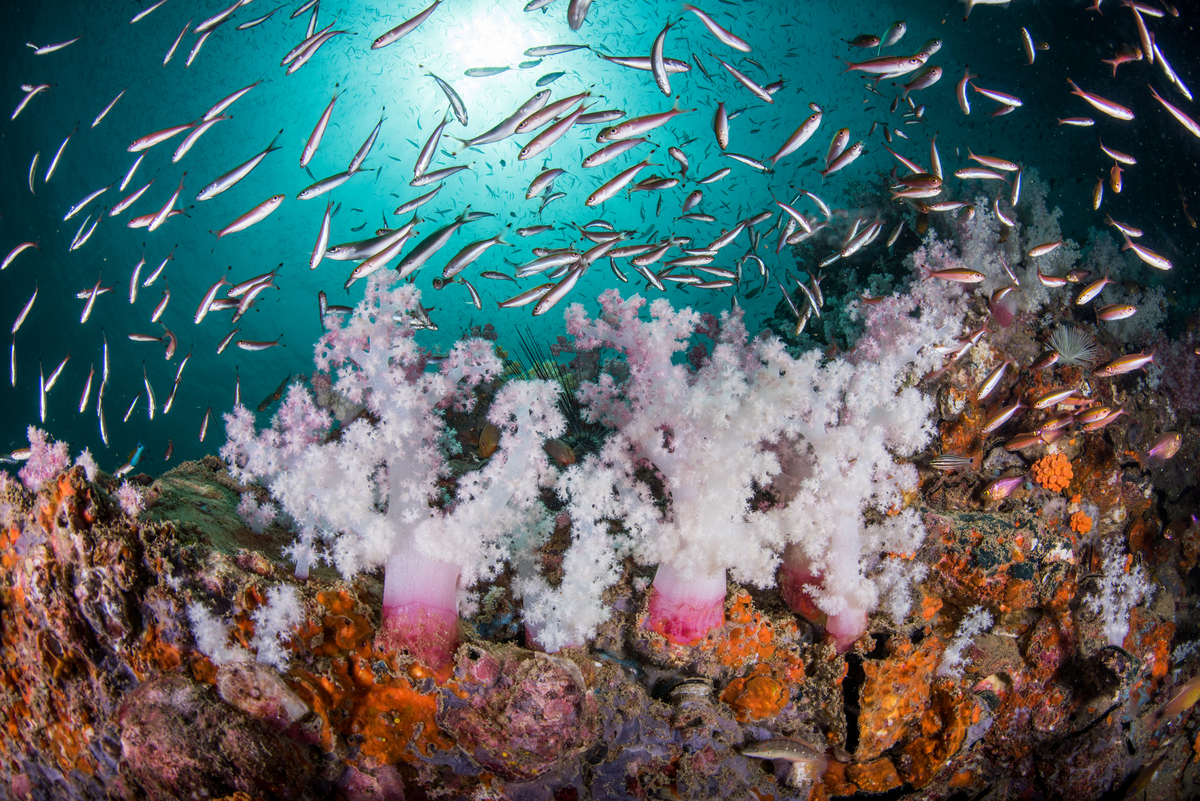Coral Reef in Andaman Sea. © Sirachai Arunrugstichai / Greenpeace