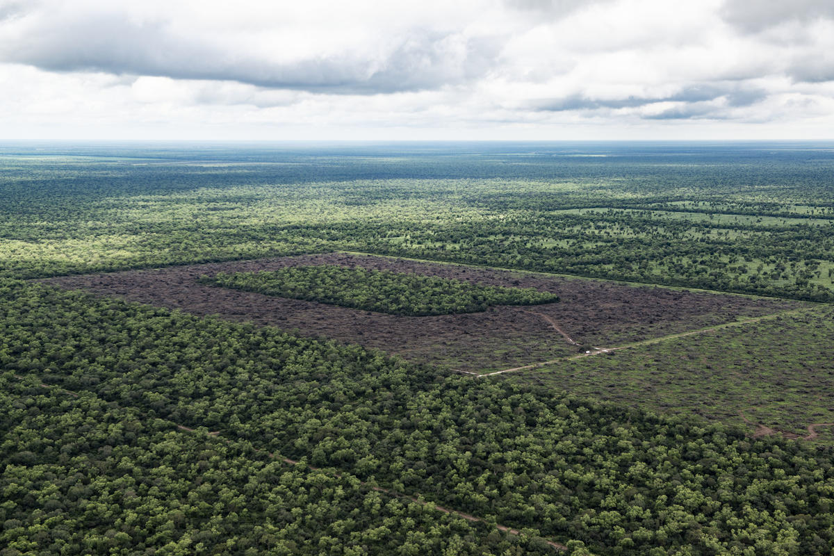 Illegal Deforestation in North Argentina. © Martin Katz / Greenpeace