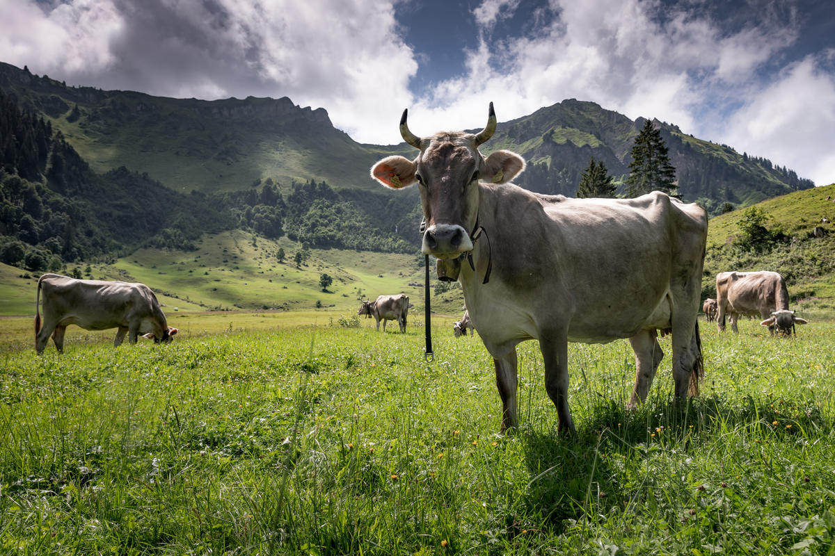 Climate Change Impact Austria - Alpine pastures. © Mitja  Kobal / Greenpeace