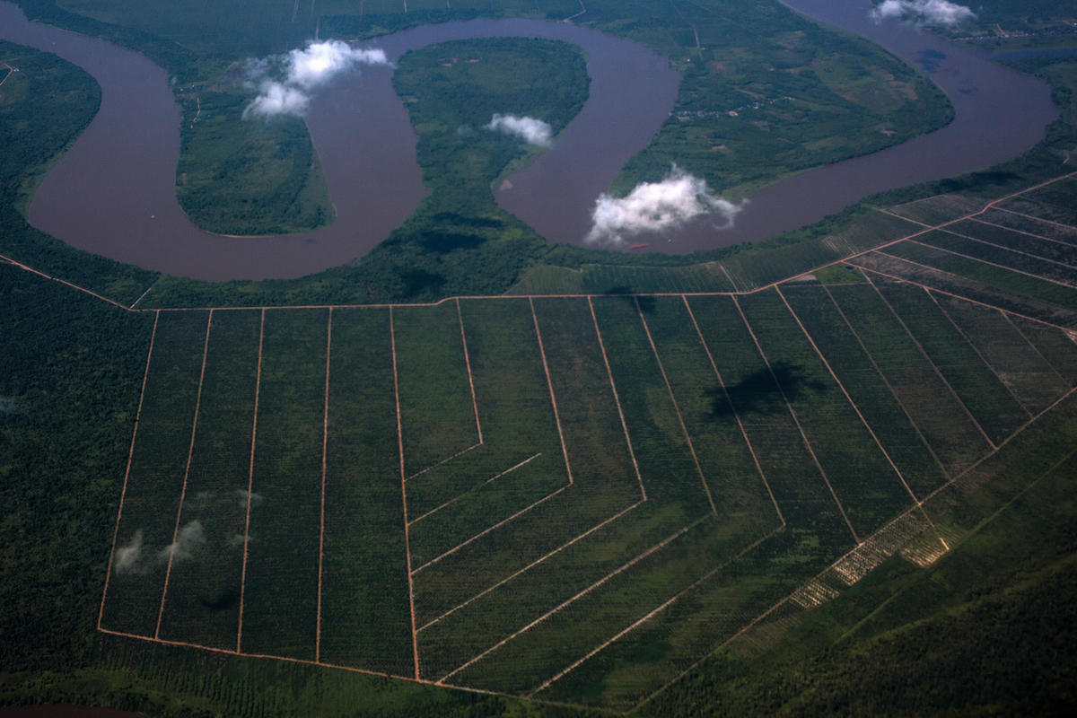 Palm Oil Concession in Kubu Raya, West Kalimantan. © Afriadi Hikmal / Greenpeace