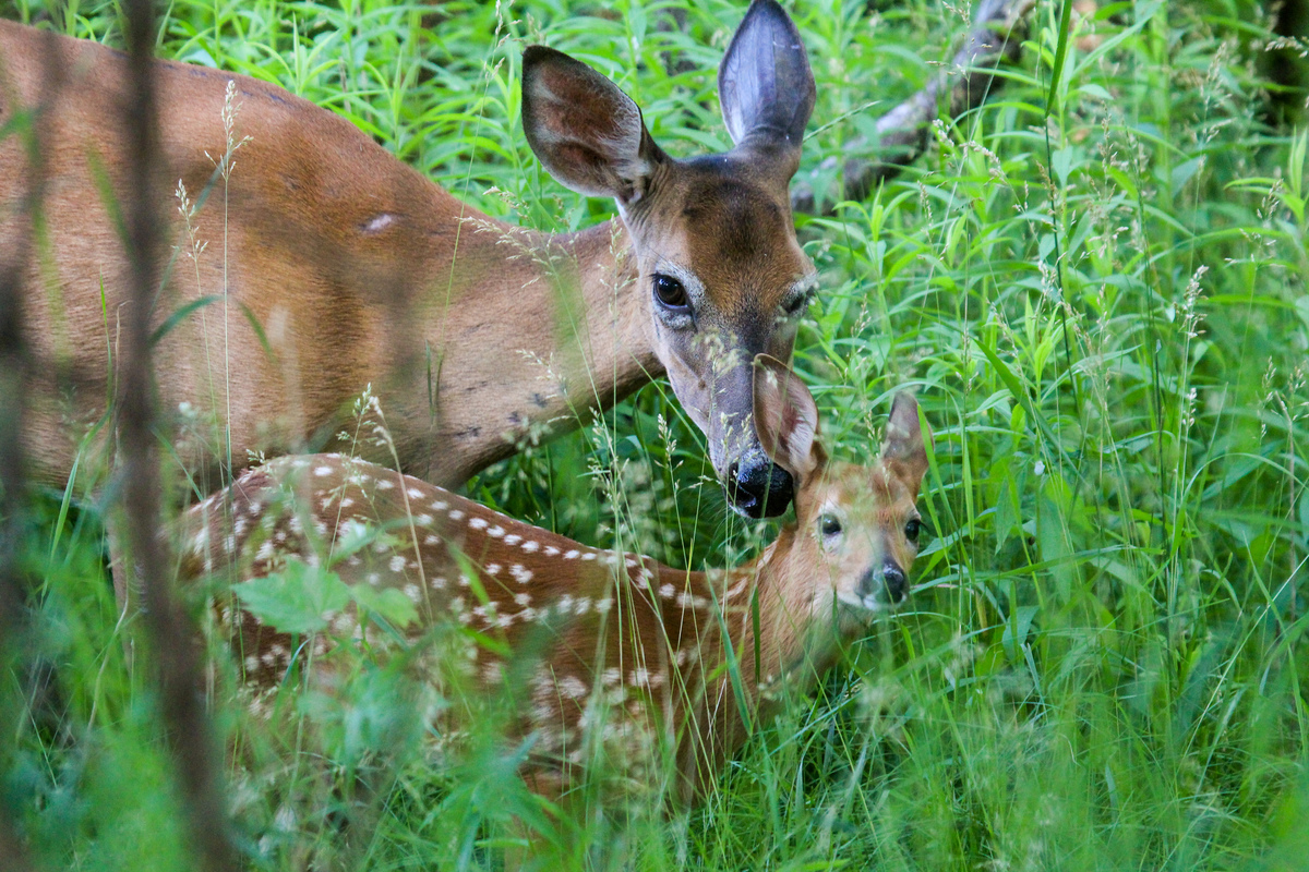 White-tailed Deer in Canadian Boreal Forest. © Dave Taylor / Greenpeace