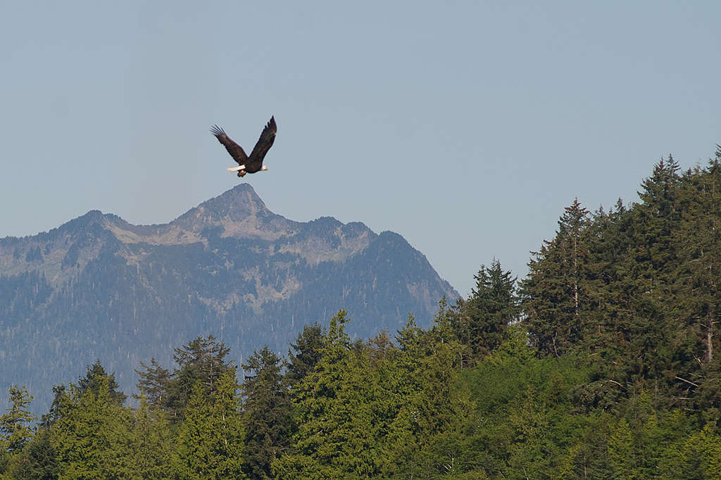 Flying Eagle - Haida Gwaii. © Greenpeace / Keri Coles