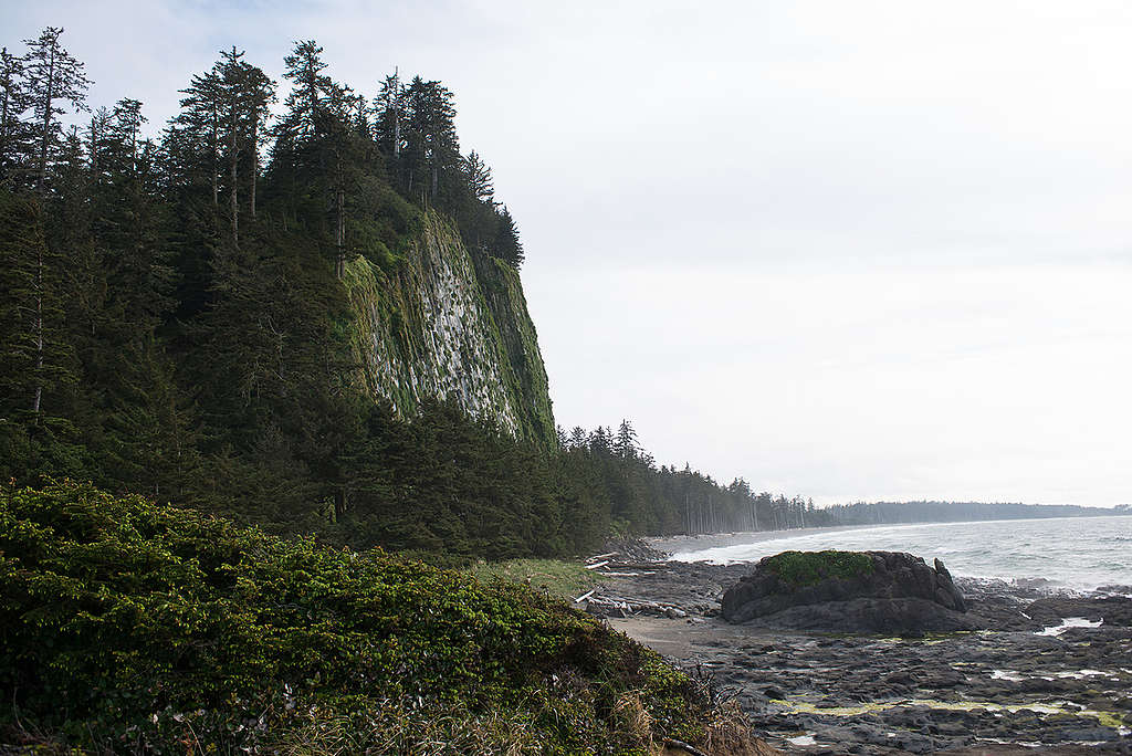 Coastline - Haida Gwaii. © Greenpeace / Keri Coles