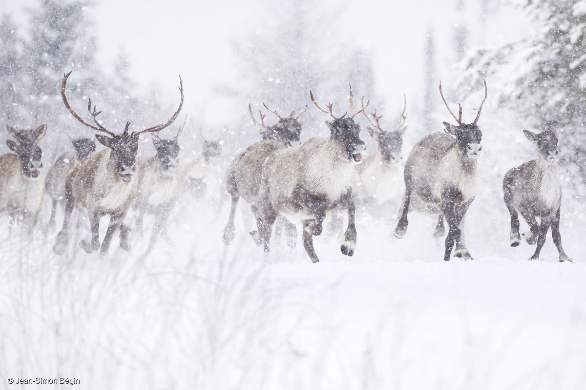 Caribous forestiers au Canadaanada