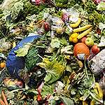 How to stop food waste: a comprehensive guide