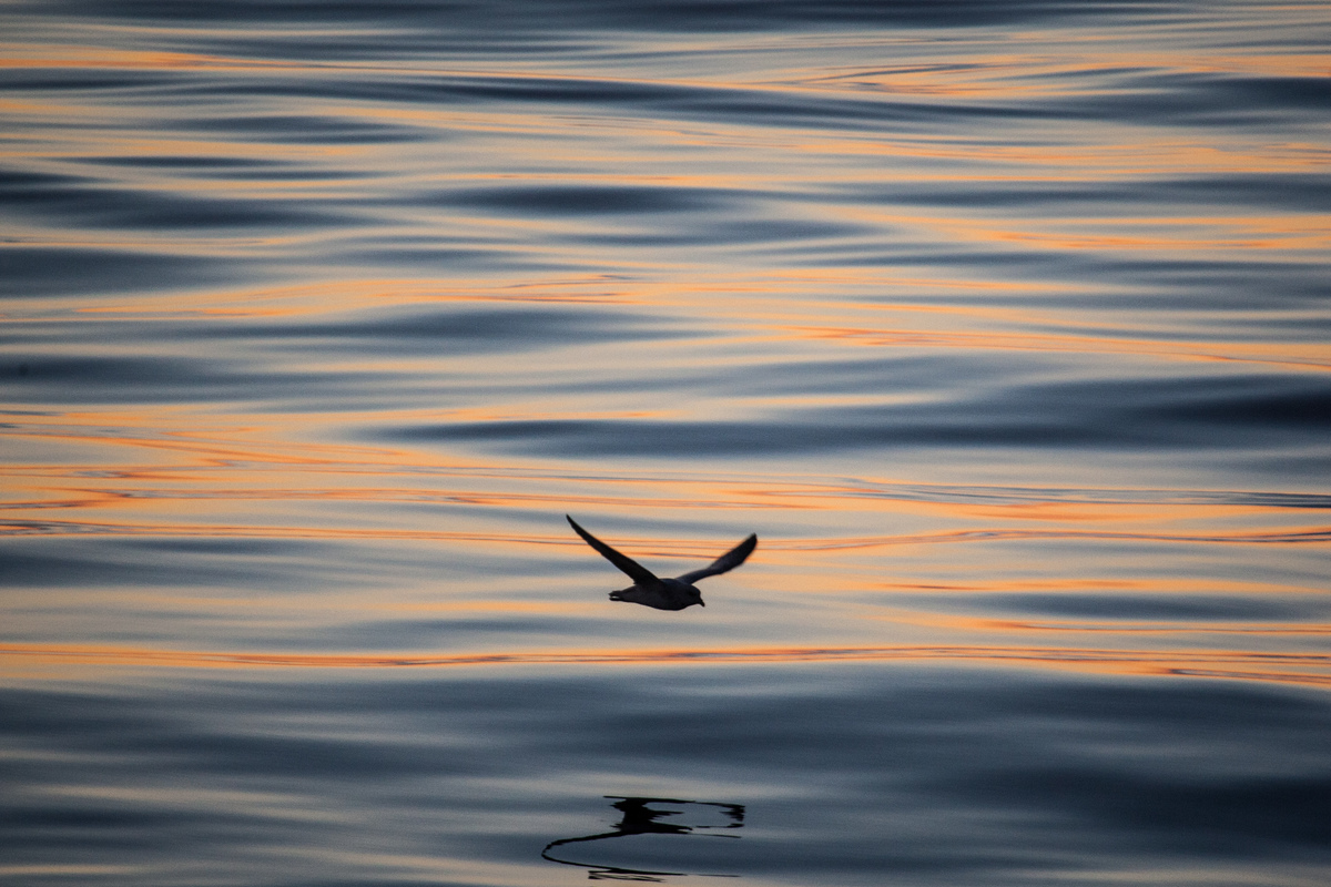 Bird in Baffin Bay. © Greenpeace