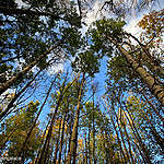 Competition Bureau launches investigation into greenwashing complaint against North America’s largest forest certification scheme