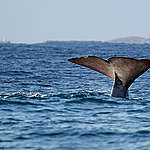 Greenpeace welcomes Canada’s membership in the Global Ocean Alliance, 30×30 pledge