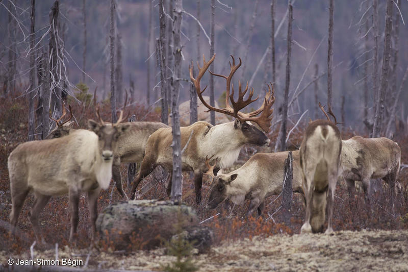 Woodland Caribou in Canada Woodland Caribou in Canada