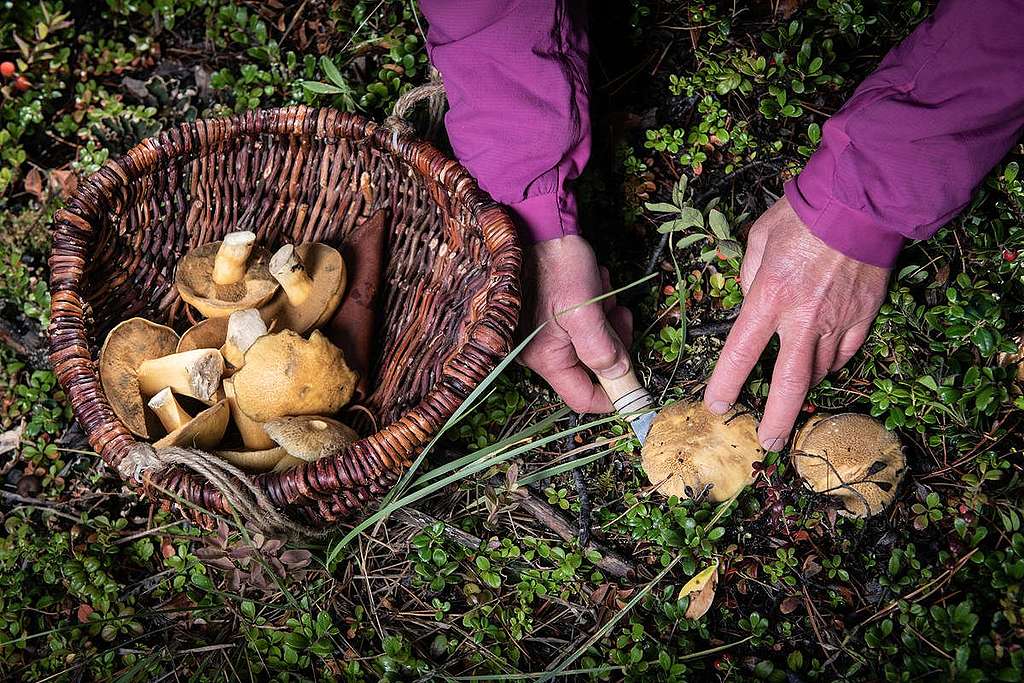 cueillette de champignons dans la forêt boréale