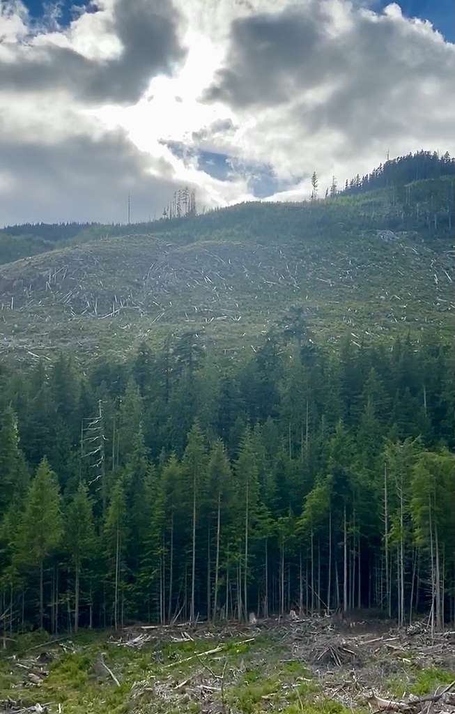 Boreal forest and Old-growth forestss