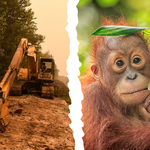 Say no to a deal in palm oil deforestation