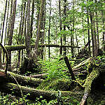 How old-growth forests keep falling on B.C. Premier John Horgan’s watch