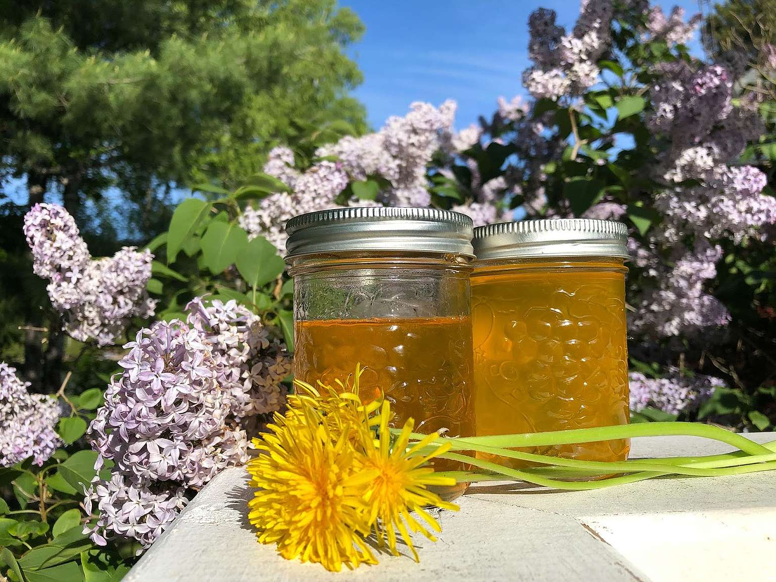 How to make vegan dandelion honey Greenpeace Canada