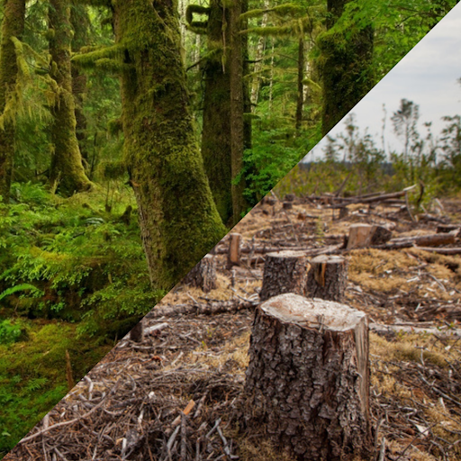 Old Growth Forests Destruction