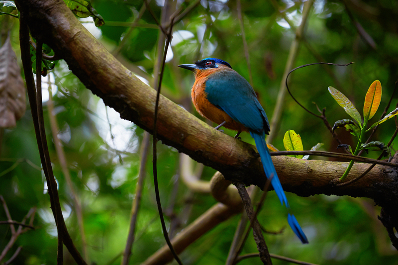 Bird in the Tapajós National Forest in the Amazon, Brazil