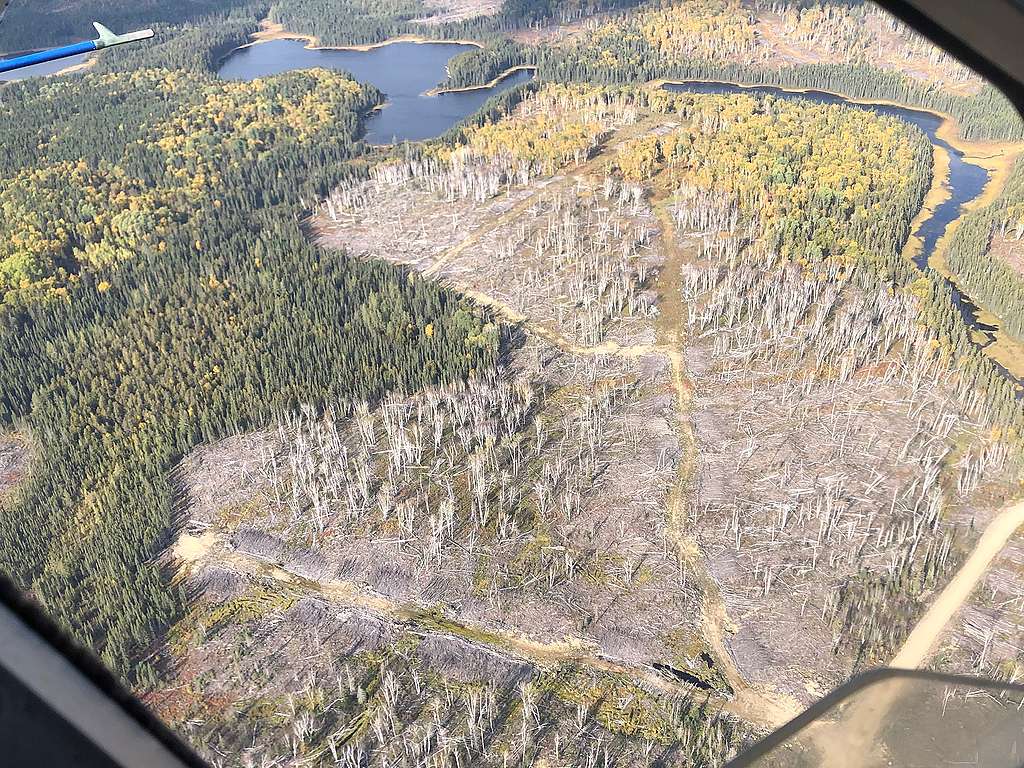 aerial view of glyphosate sprayed forest in Northern Ontario