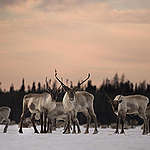 caribou herd