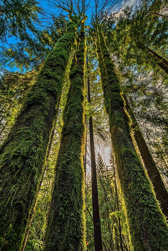 2022 Photo Contest winner’s announcement! - Greenpeace Canada