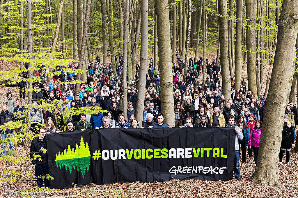 Greenpeace activists display signs and banners that read:“#OurVoicesAreVital“ in a forest near Werbellinsee in Brandenburg to show solidarity with Greenpeace Canada, Greenpeace USA and Greenpeace International.