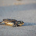 Baby Leatherback Sea Turtle in French Guiana.