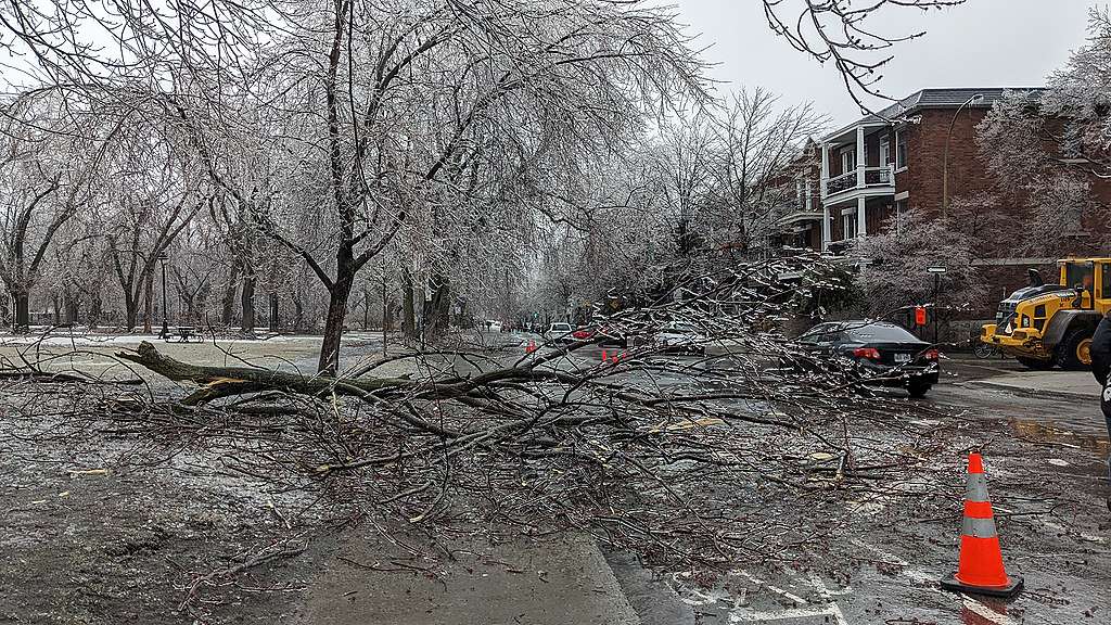 arbre détruit par le verglas 2023 parc laurier