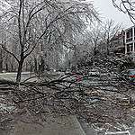 arbre détruit par le verglas 2023 parc laurier