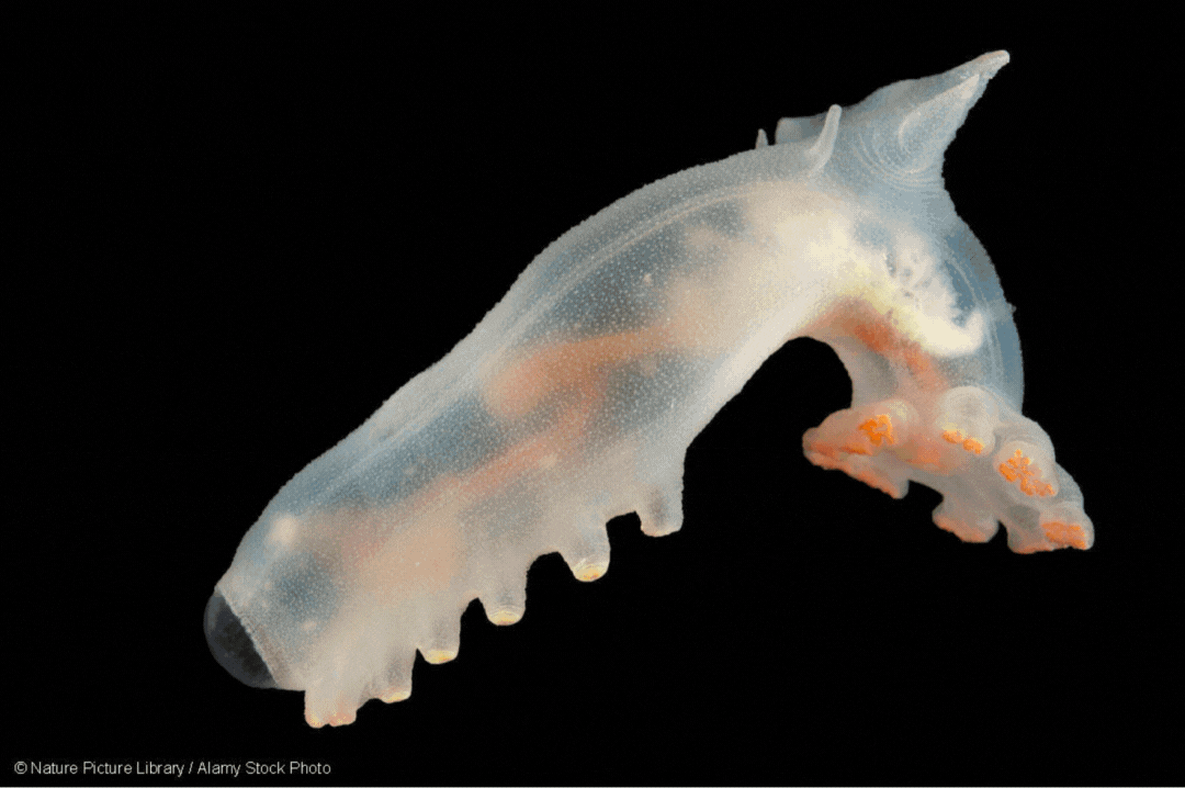 Des créatures des fonds marins (concombres de mer, crabe Yéti et Seastar)