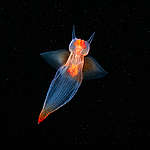 Protect the deep sea this World Oceans Day