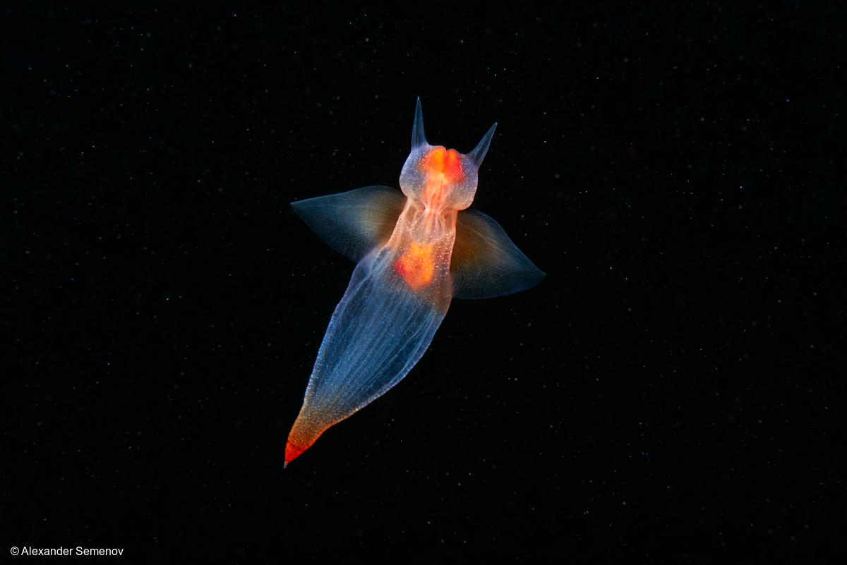 Protect the deep sea this World Oceans Day